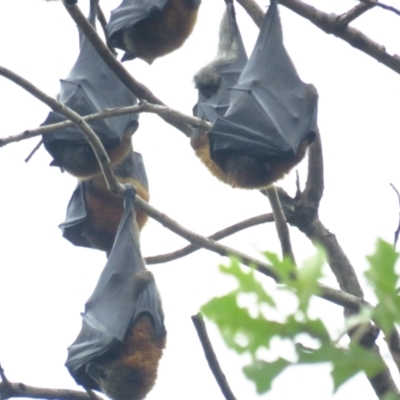 Pteropus poliocephalus (Grey-headed Flying-fox) at Parkes, ACT - 9 Apr 2022 by BenW