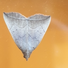 Simplicia armatalis (Crescent Moth) at Florey, ACT - 9 Apr 2022 by LD12