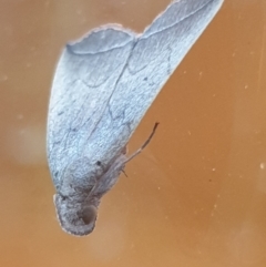 Simplicia armatalis at Florey, ACT - 10 Apr 2022 07:19 AM