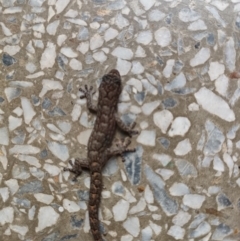 Christinus marmoratus (Southern Marbled Gecko) at Mawson, ACT - 10 Apr 2022 by KateU