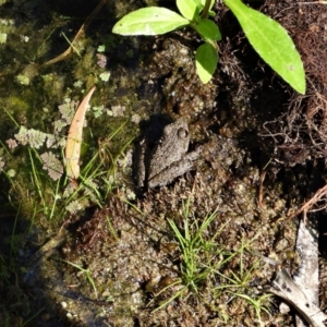 Litoria inermis at Kelso, QLD - 31 Oct 2021