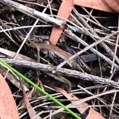 Unidentified Frog (TBC) at Mount Stuart, QLD - 8 Apr 2022 by TerryS
