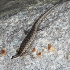 Concinnia sokosoma (Stout Bar-sided Skink) at Nelly Bay, QLD - 3 Mar 2022 by TerryS