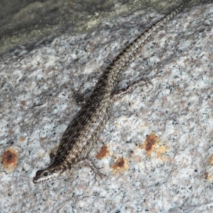 Concinnia tenuis (TBC) at suppressed by TerryS