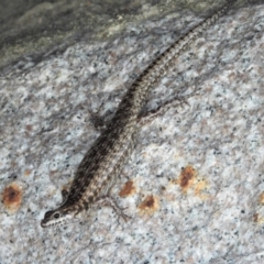 Unidentified Skink at Nelly Bay, QLD - 2 Mar 2022 by TerryS