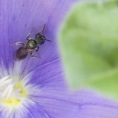 Lasioglossum (Homalictus) urbanum (Furrow Bee) at QPRC LGA - 9 Apr 2022 by Paul4K