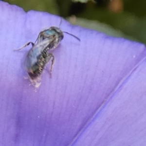 Lasioglossum (Homalictus) urbanum at Queanbeyan, NSW - suppressed