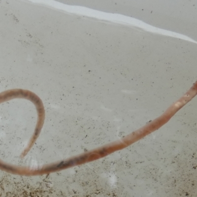 Oligochaeta (class) (Unidentified earthworm) at QPRC LGA - 8 Apr 2022 by Paul4K