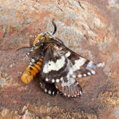 Apina callisto (Pasture Day Moth) at Bicentennial Park - 9 Apr 2022 by Paul4K