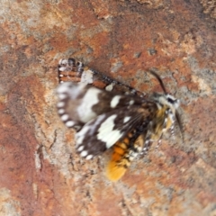 Apina callisto at Queanbeyan West, NSW - 9 Apr 2022