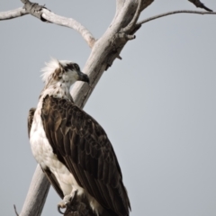 Pandion haliaetus (Osprey) at Horseshoe Bay, QLD - 4 Oct 2014 by TerryS