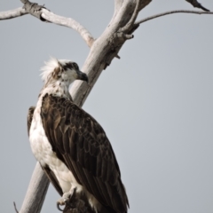 Pandion haliaetus (Osprey) at Horseshoe Bay, QLD - 3 Oct 2014 by TerryS
