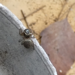 Maratus griseus (Jumping spider) at Queanbeyan, NSW - 9 Apr 2022 by Paul4K