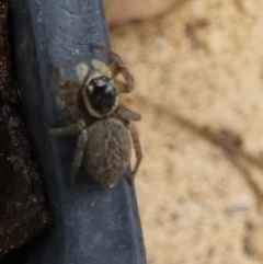 Maratus griseus at Queanbeyan, NSW - 9 Apr 2022