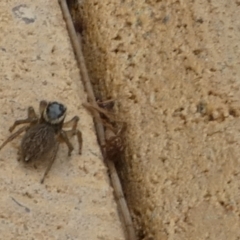 Maratus griseus at Queanbeyan, NSW - 9 Apr 2022