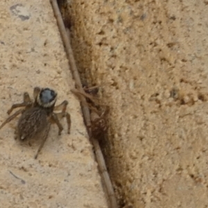 Maratus griseus at Queanbeyan, NSW - 9 Apr 2022