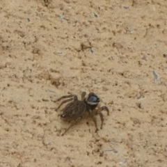 Maratus griseus at Queanbeyan, NSW - suppressed