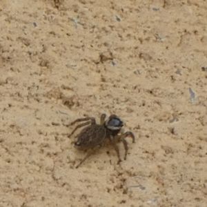 Maratus griseus at Queanbeyan, NSW - 9 Apr 2022