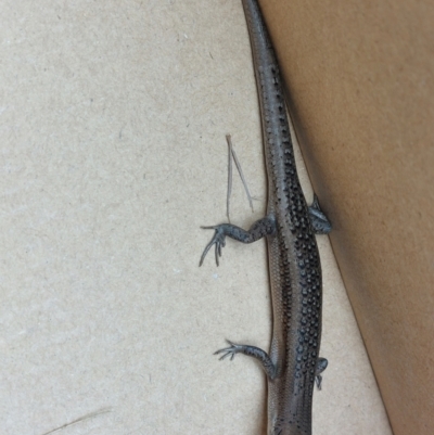 Carlia tetradactyla (Southern Rainbow Skink) at Albury - 9 Apr 2022 by RobCook