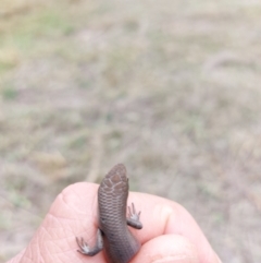 Unidentified Skink (TBC) at Wirlinga, NSW - 9 Apr 2022 by RobCook