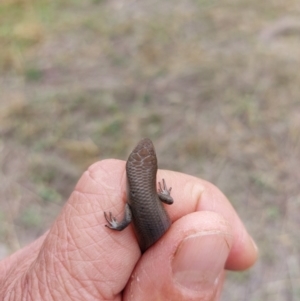 Carlia tetradactyla at Wirlinga, NSW - 9 Apr 2022