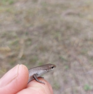 Carlia tetradactyla at Wirlinga, NSW - 9 Apr 2022