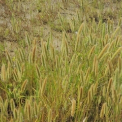Polypogon monspeliensis (Annual Beard Grass) at Chakola, NSW - 25 Dec 2021 by michaelb