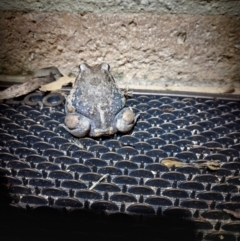 Limnodynastes dumerilii (Eastern Banjo Frog) at Albury - 8 Apr 2022 by RobCook