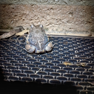 Limnodynastes dumerilii (Eastern Banjo Frog) at Wirlinga, NSW - 8 Apr 2022 by RobCook