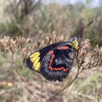 Delias nigrina (Black Jezebel) at QPRC LGA - 10 Apr 2022 by IanBurns