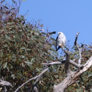 Elanus axillaris at Paddys River, ACT - 5 Apr 2022