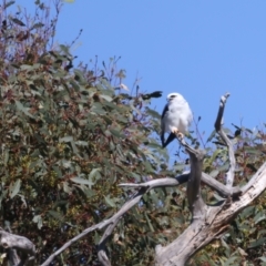 Elanus axillaris (Black-shouldered Kite) at Paddys River, ACT - 5 Apr 2022 by jb2602