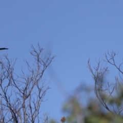 Elanus axillaris at Paddys River, ACT - 5 Apr 2022