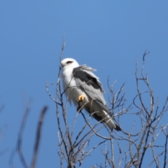 Elanus axillaris at Paddys River, ACT - 5 Apr 2022