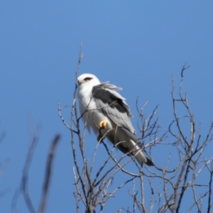 Elanus axillaris at Paddys River, ACT - 5 Apr 2022