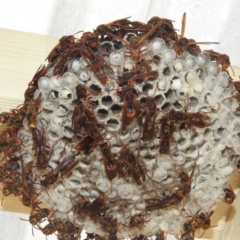 Polistes (Polistella) humilis (Common Paper Wasp) at Kambah, ACT - 9 Apr 2022 by HelenCross