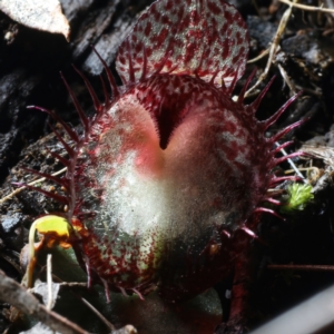 Corysanthes hispida at Paddys River, ACT - 5 Apr 2022