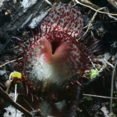 Corysanthes hispida at Paddys River, ACT - 5 Apr 2022