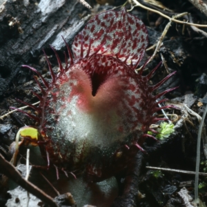 Corysanthes hispida at Paddys River, ACT - 5 Apr 2022