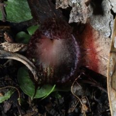 Corysanthes hispida at Paddys River, ACT - 5 Apr 2022