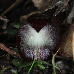 Corysanthes hispida at Paddys River, ACT - 5 Apr 2022