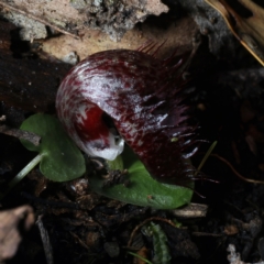 Corysanthes hispida at Paddys River, ACT - 5 Apr 2022