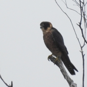 Falco longipennis at Stromlo, ACT - 10 Apr 2022