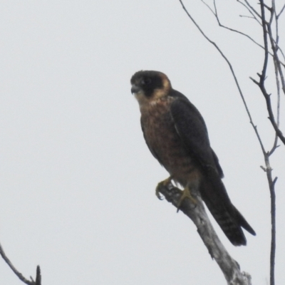 Falco longipennis (Australian Hobby) at Lions Youth Haven - Westwood Farm A.C.T. - 9 Apr 2022 by HelenCross