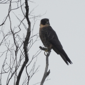 Falco longipennis at Stromlo, ACT - 10 Apr 2022