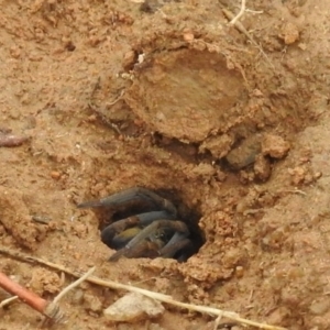 Portacosa cinerea at Stromlo, ACT - 10 Apr 2022