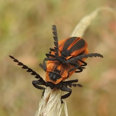 Trichalus sp. (genus) (Net-winged beetle) at Stromlo, ACT - 10 Apr 2022 by HelenCross
