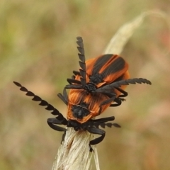 Trichalus sp. (genus) (Net-winged beetle) at Bullen Range - 10 Apr 2022 by HelenCross
