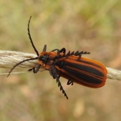 Trichalus sp. (genus) at Stromlo, ACT - 10 Apr 2022