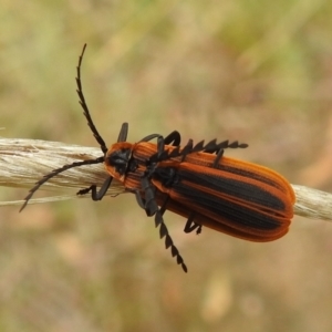 Trichalus sp. (genus) at Stromlo, ACT - 10 Apr 2022